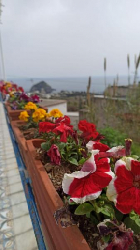 bougavillea